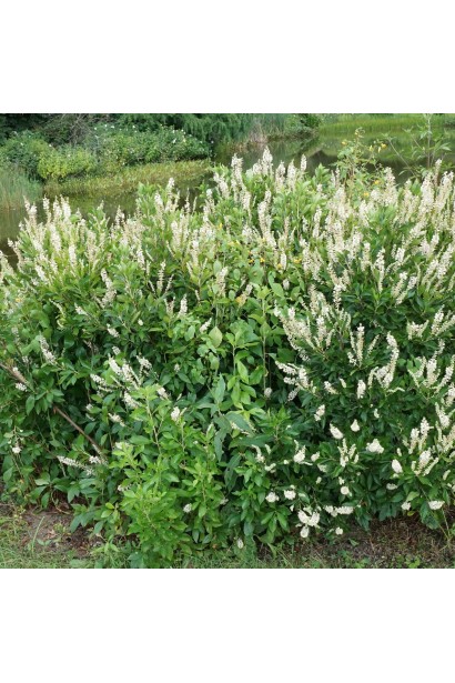 Клетра вільхолиста «Хаммінгберд дорослому віці 